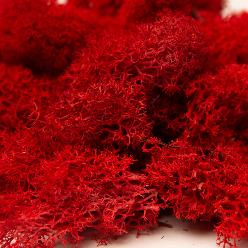 Стабілізований мох скандинавський мох ягель червоний 4 кг, фото 1