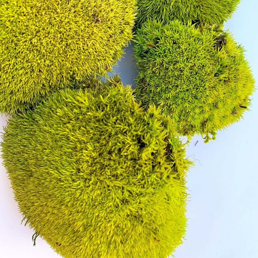Стабілізований мох купина лайм 0.5 кг.