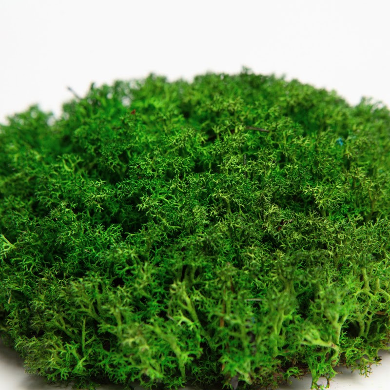Стабілізований мох український ягель зелений 0.5 кг
