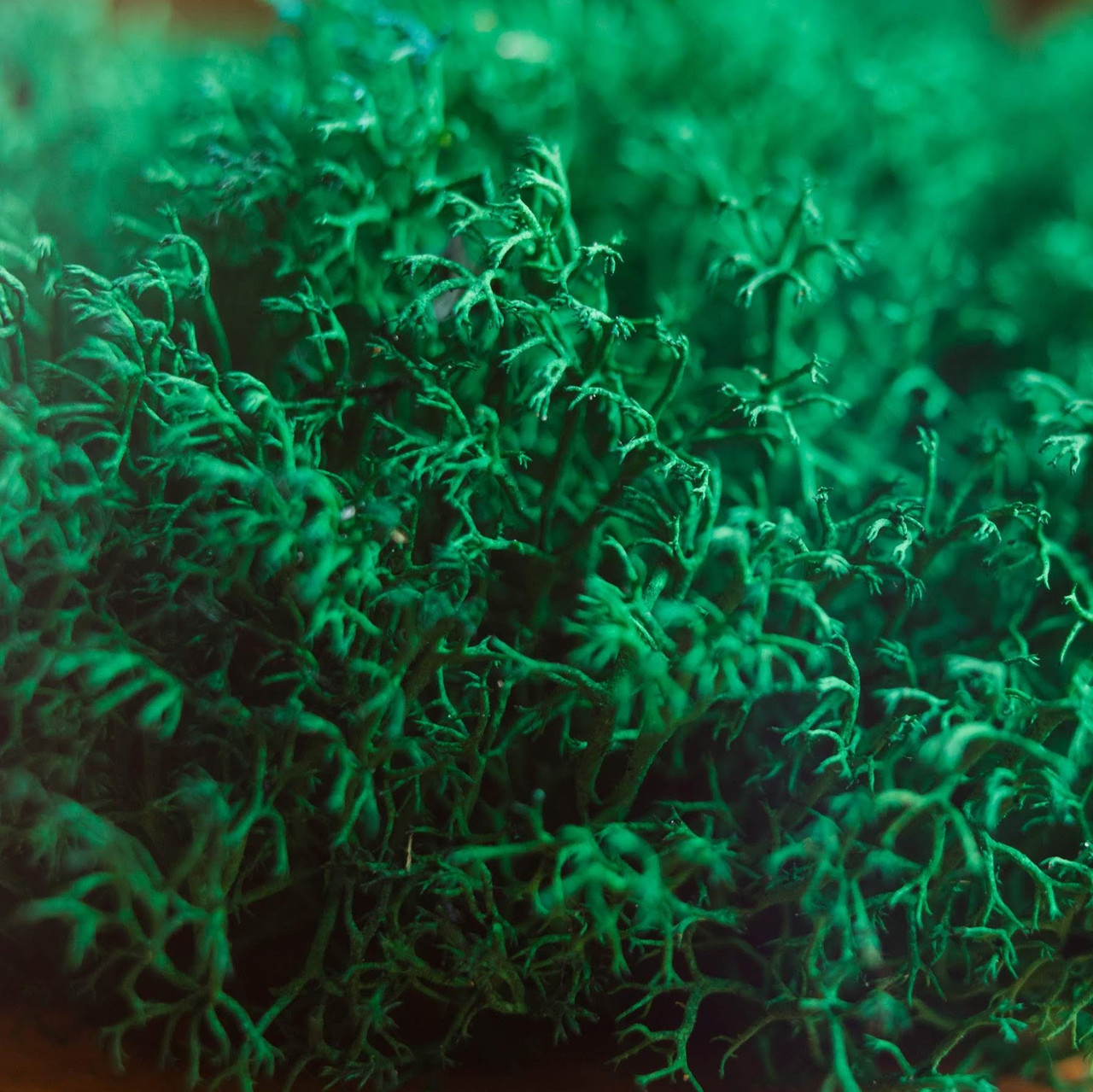 Стабілізований мох ягель український смарагдовий 4 кг