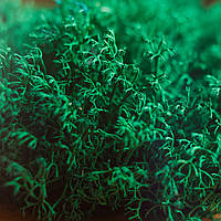 Стабілізований мох ягель український смарагдовий 4 кг