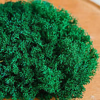 Стабілізований мох ягель український смарагдовий 1 кг