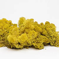 Стабілізований мох ягель норвезький жовтий 1 кг