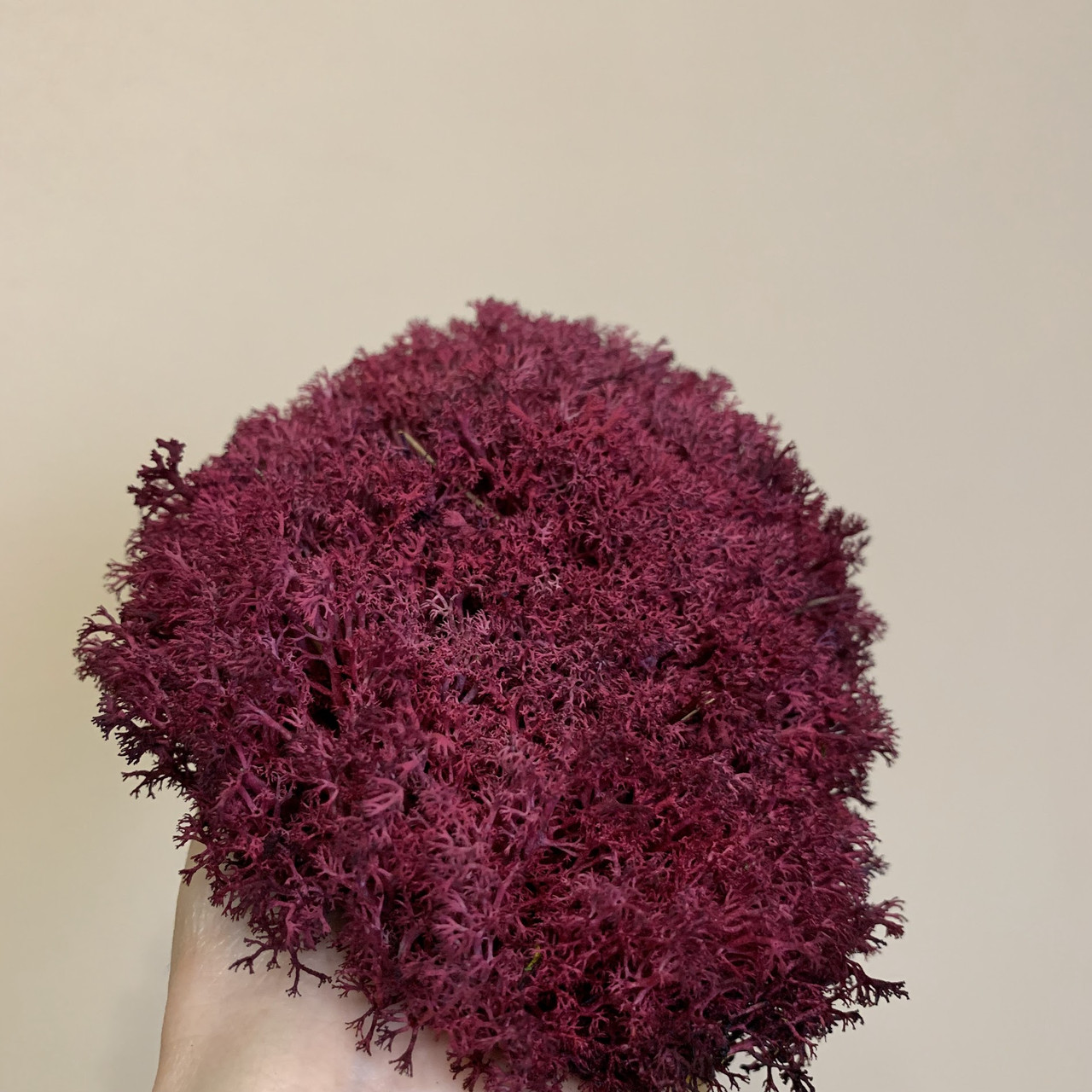 Стабілізований мох ягель український малиновий 1 кг