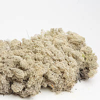 Стабілізований мох скандинавський мох ягель білий 0.5 кг