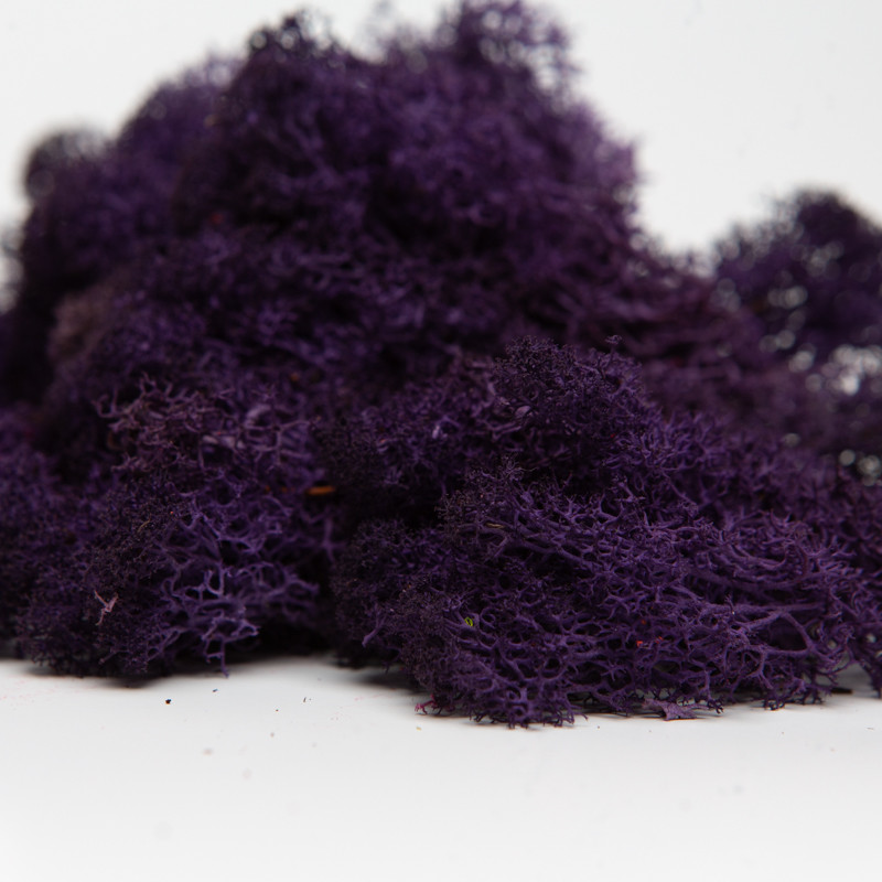 Стабілізований мох ягель скандинавський фіолетовий 0.5 кг