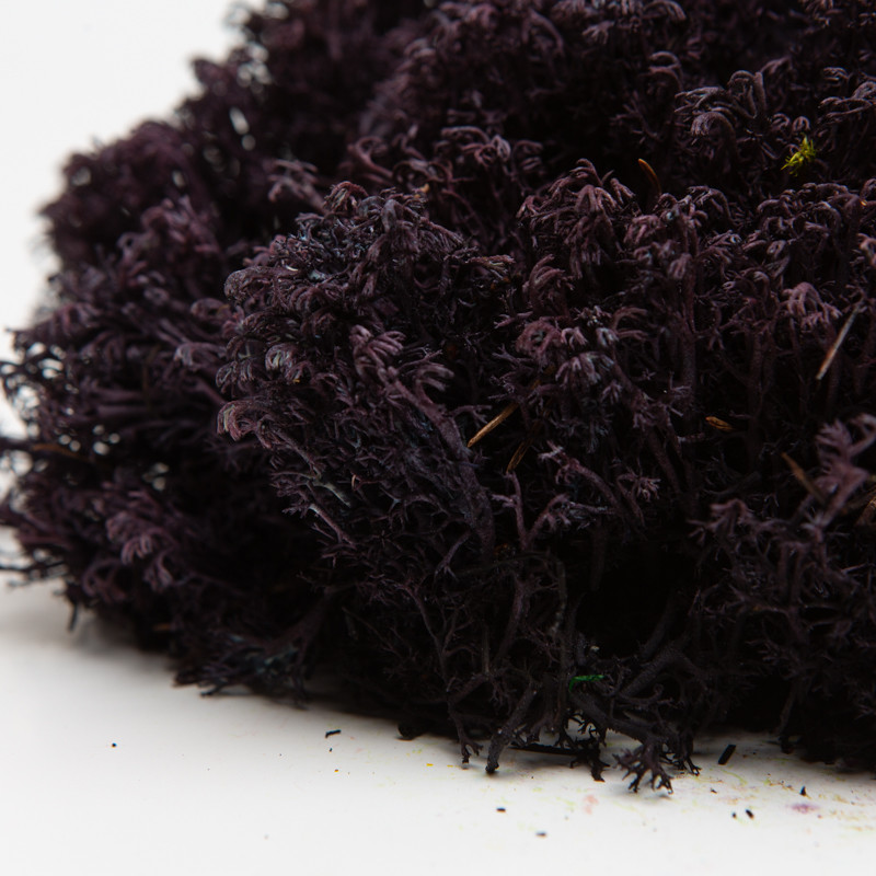 Стабілізований мох ягель український фіолетовий 0.5 кг