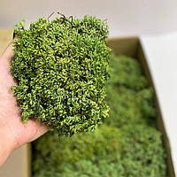 Стабілізований мох Ягель український оливковий 1 кг