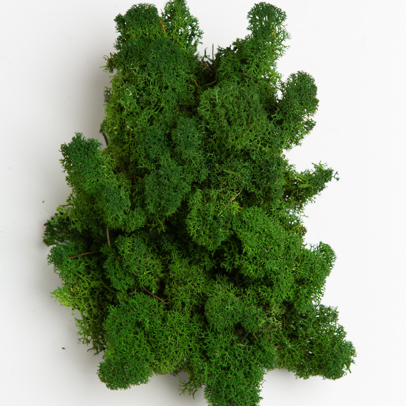 Стабілізований мох скандинавський мох ягель Forest Green 4 кг