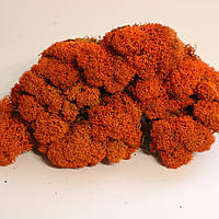 Стабілізований мох скандинавський ягель помаранчевий 4 кг