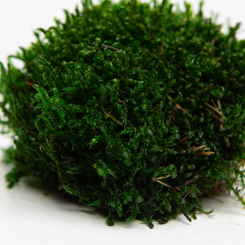 Стабілізований мох прованс звичайний 1 кг, фото 1