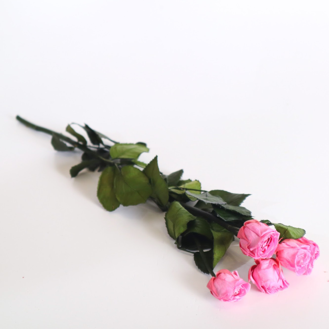 Кущова троянда стабілізована рожева