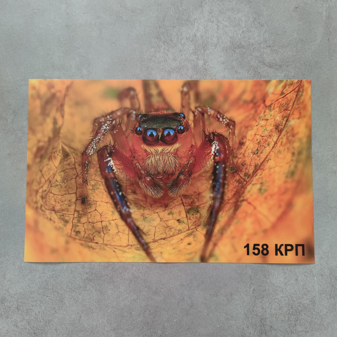 Наклейка на ноутбук. Павук