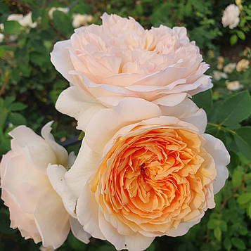 Батшеба (Bathsheba)