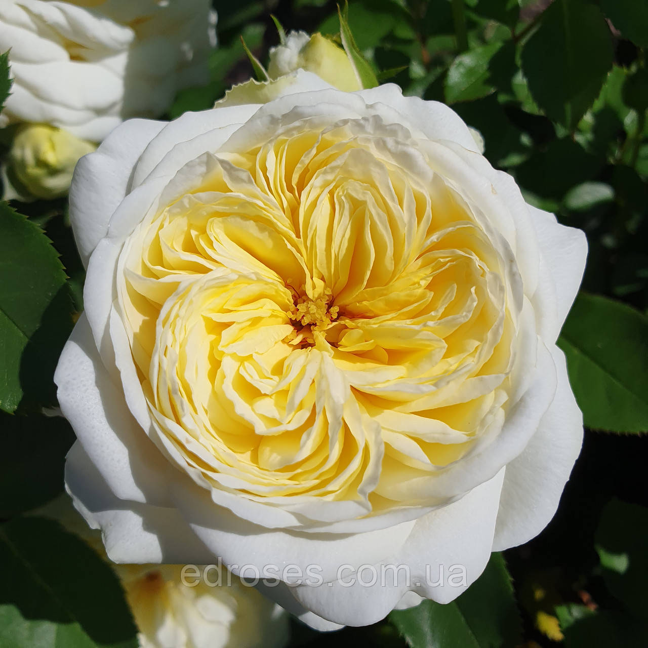 Кронпринцес Мері (Kronprinsesse Mary), фото 1