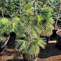 Сосна Шверіна / С5 / h 30-40 / Pinus Schwerinii, фото 3