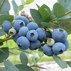 Саджанці лохини сорт Блюджей 5 річні, конт. 35 л