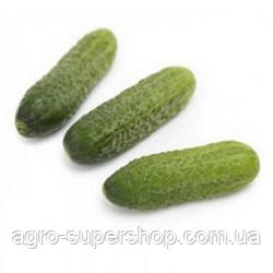 Огірок САУНД F1 / SОUND F1 партенокарпічний RZ 1000 шт, фото 1