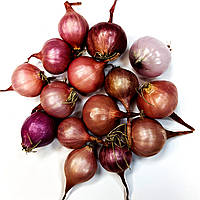 Цибуля саджанка Ред Булл (Розанна) (8-21 мм) 0,5 кг