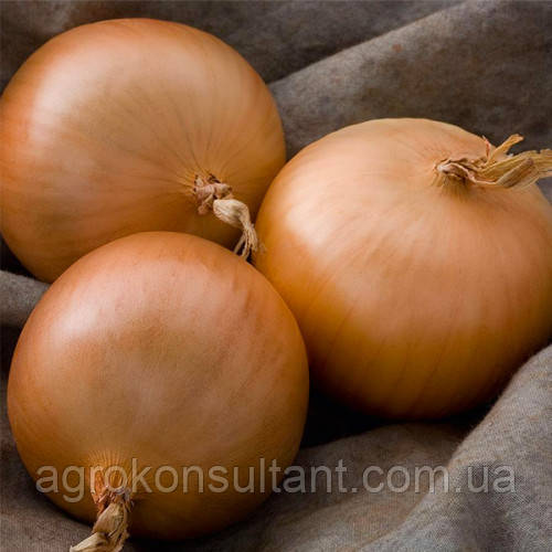 Озима цибуля сіянка Болеро (Стурон), 500 г на вагу — середньорання, золотисто-коричнева, Голландія