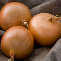 Озима цибуля сіянка Болеро (Стурон), 500 г на вагу — середньорання, золотисто-коричнева, Голландія