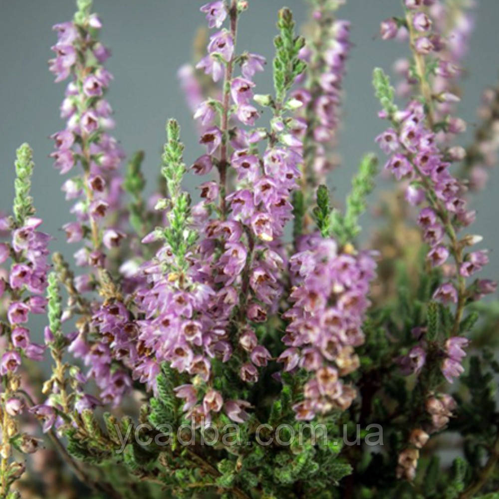 Верес Сільвер (горщик 0,5л), фото 1