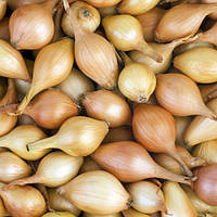 Цибуля сівок Крусадо (Crusado) (ТОР) сітка 10 кг