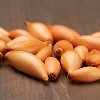 Цибуля сівок Бірнформіг (ТОР) сітка 10 кг