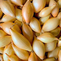 Цибуля сівок Шекспір (ТОР) сітка 10 кг