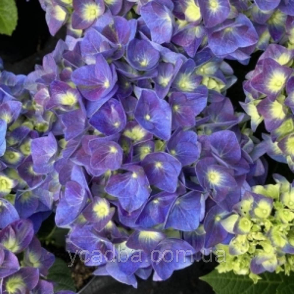 Гортензія великолистна Джип Блю, Jip Blue 135 (горщик 0,5л)