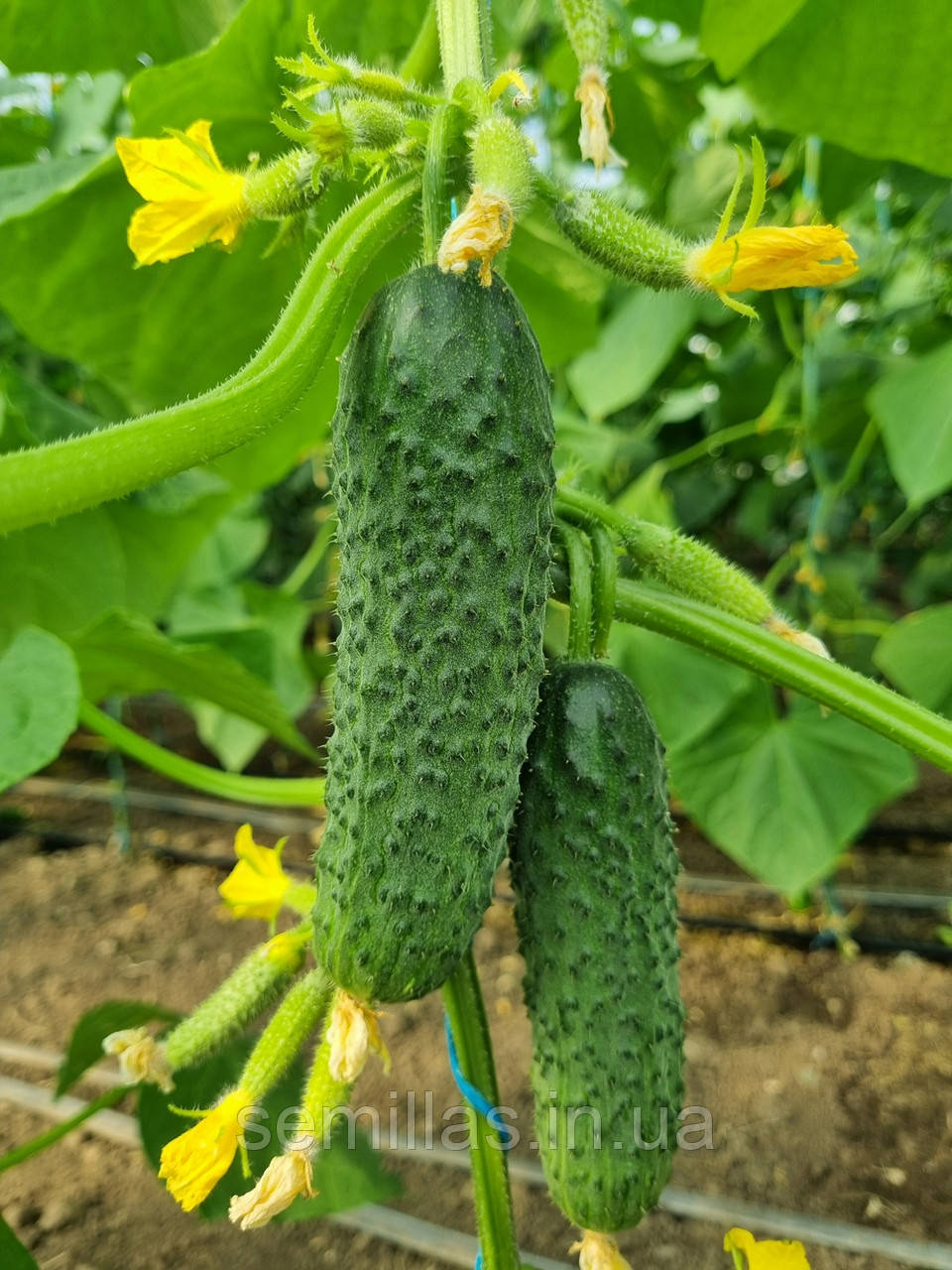 Насіння огірка Фурор (Furor) F1, 100 шт., корнішон, партенокарпічний, Leda.