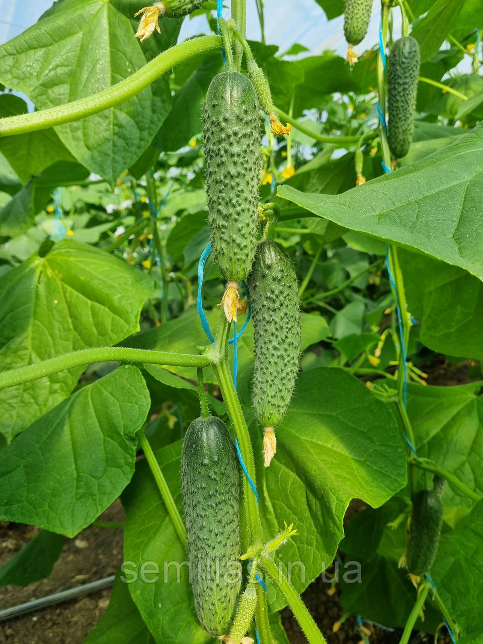 Насіння огірка Фурор (Furor) F1, 50 шт., корнішон, партенокарпічний, Leda.