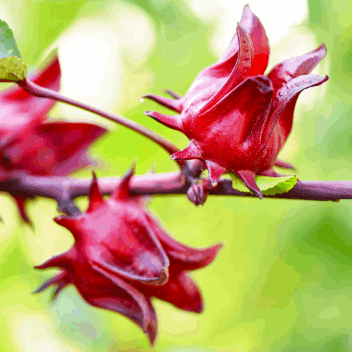 Саджанці Каркаде (Суданська Роза) гібіскус Сабдаріффа (Hibiscus sabdariffa) Р9