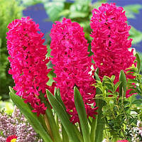 Гіацинт JAN BOS 15/16