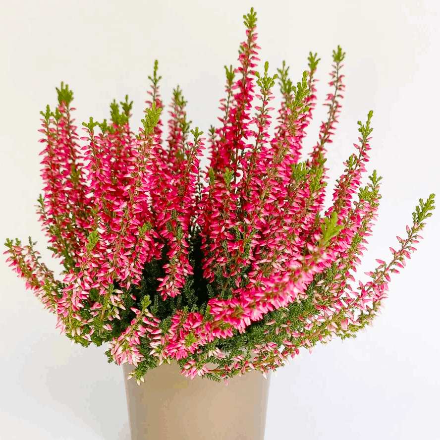 Саджанці Вересу звичайного Катя (Calluna vulgaris Katja) P9, фото 1
