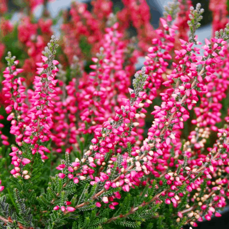 Саджанці Вересу звичайного Кора (Calluna vulgaris Kora) P9