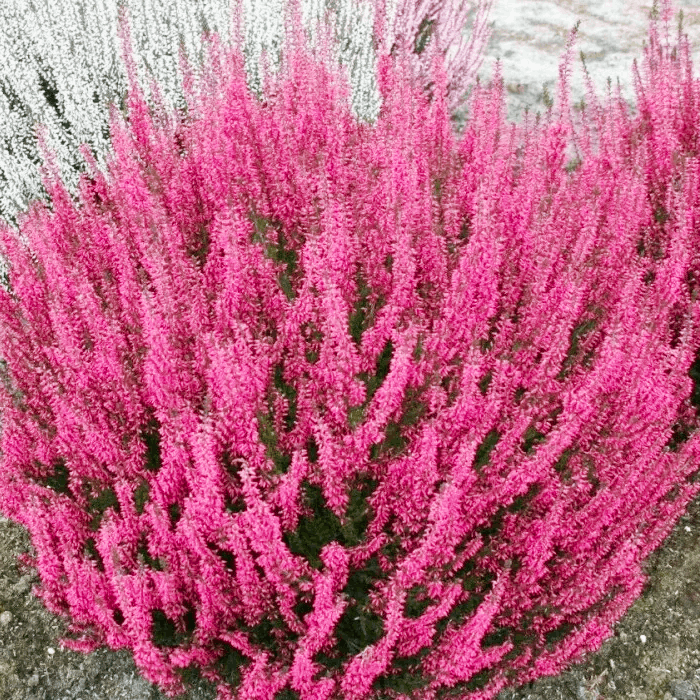 Саджанці Вересу звичайного Ліліана (Calluna vulgaris Liliane) P9