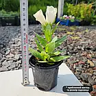 Саджанці Еустоми Carmen Ivory (Eustoma Carmen Ivory) P9, фото 3