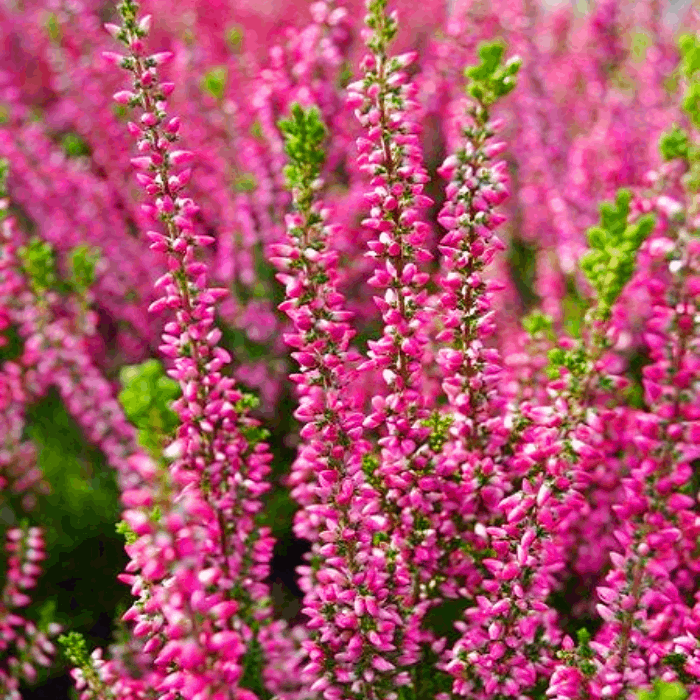 Саджанці Вересу звичайного Ред Марліс (Calluna vulgaris Red Marlies) P9