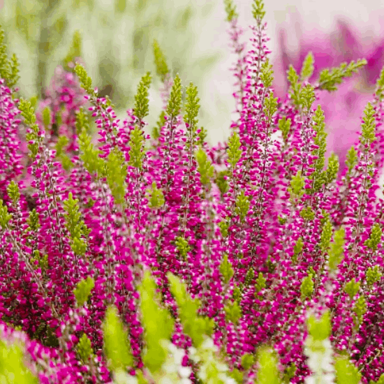 Саджанці Вересу звичайного Рена (Calluna vulgaris Rena) P9