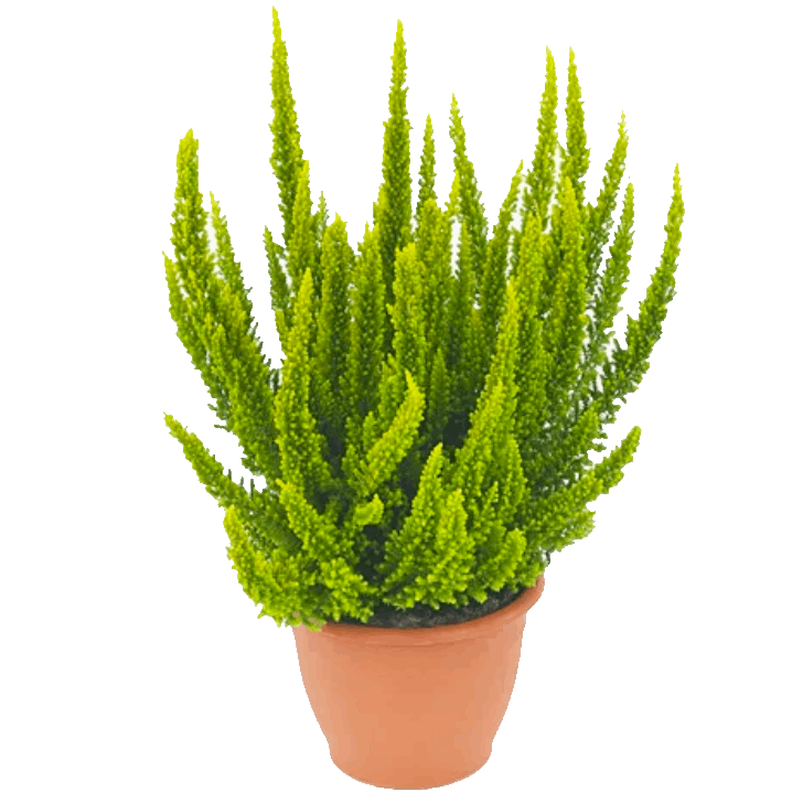 Саджанці Вересу звичайного Скайлайн Зелений (Calluna vulgaris Skyline) P9