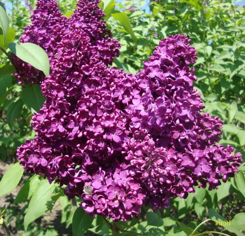 Саджанці бузку "Індія" (щеплений)