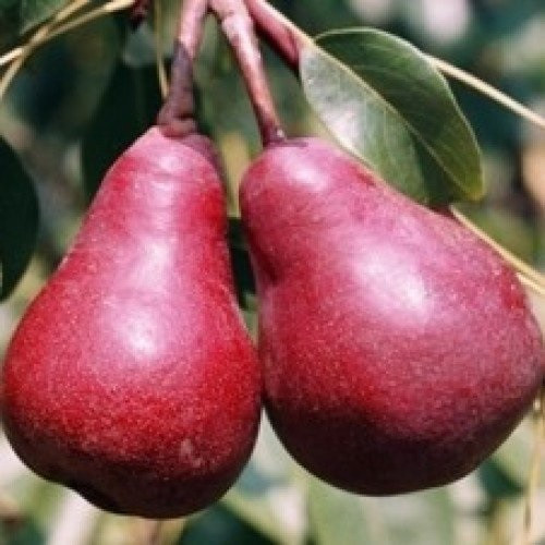 Груша Старкримсон (літня)