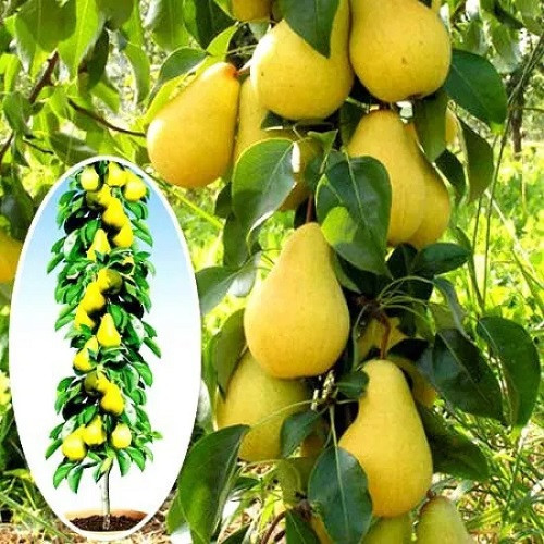 Груша колоноподібна Г-333 (осіння), фото 1