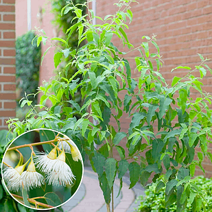 Саджанці Евкаліпту цитрусового (Eucalyptus citriodora) P9