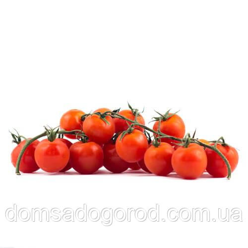 Томат - черрі Коллет F1 Nasko 100 шт