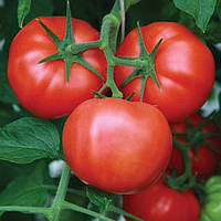 Томат КОРНЕЛІЯ F1 Елітний ряд 1 грам