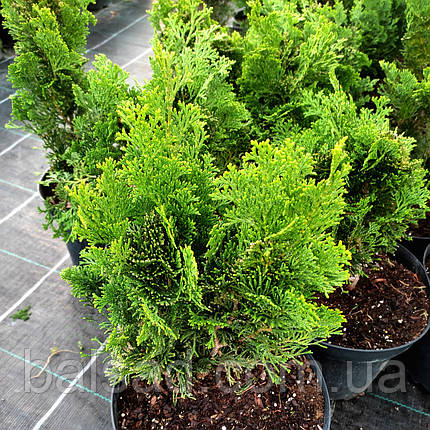 Кіпарисовик Нана Грациліс / С3 / Chamaecyparis Nana Gracilis, фото 4
