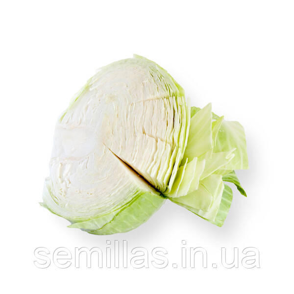 Насіння капусти Анкома F1 (Ancoma F1), 2500 шт.,білокачанної пізньої