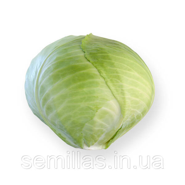 Насіння капусти Анкома F1 (Ancoma F1), 2500 шт. (калібр.), білокачанної пізньої